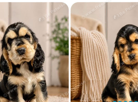 Show type KC Reg Cocker Spaniels from  dna tested parents.