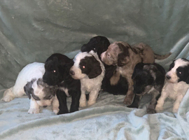 Cockapoo puppies for sale