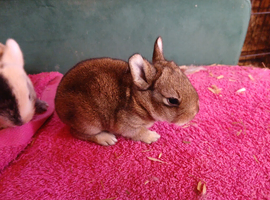 5 baby rabbit