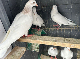 Malwai pigeon