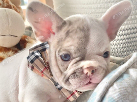 French bulldog