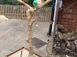 Parrot tree
