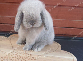 Stunning purebred mini lop baby boys