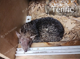 Tenrec pair