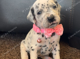 Beautiful Dalmatians for sale