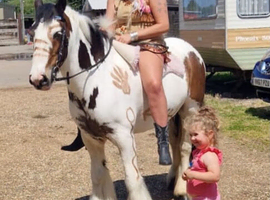 Perfect 13.1h 8 year old pony club cob gelding