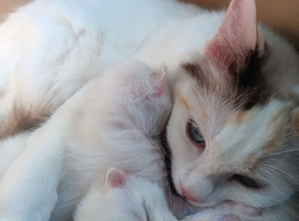 *Reduced*Flame point Ragdoll Kittens for sale
