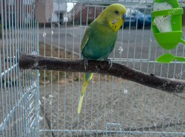 Healthy male budgie