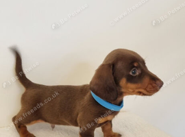 Miniature Dachshund Puppies &ndash; Isabella & Tan Girls + Chocolate & Tan Boy