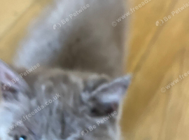 Lovely British shorthair boy