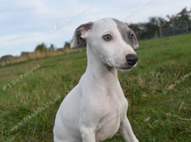 Stunning Pedigree Whippets Boys MONTY & Eli
