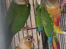 Pineapple Conures