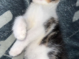 2 male kittens free to good home!