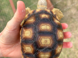 Sulcata Tortoises