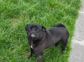 Female pug