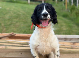 Ted, sprocker (2 years old)