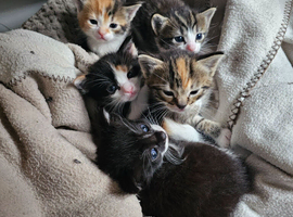 Ragdoll mix kittens