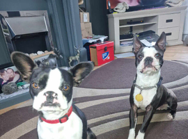 Wanted  Male Boston Terrier Stud Dog