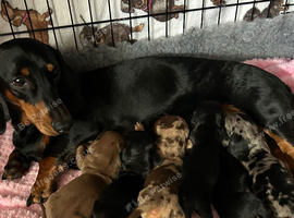 Beautiful litter of standard Dachshunds