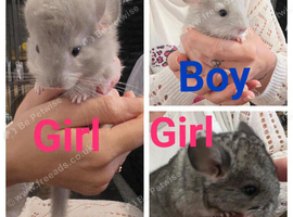 Chinchilla kits 2 female 1 male