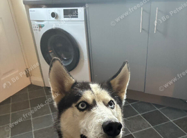 Siberian husky male for stud