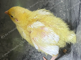 Jumbo quail chicks