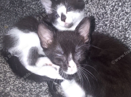 Kittens for sale
