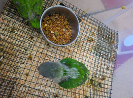 For Sale: Senegal Parrot Babies
