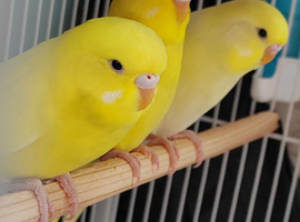 Beautiful Baby Budgies