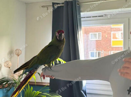 Male military Macaw