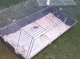 Guinea pig cage