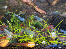 25 MIXED GRADE NEOCARIDINA SHRIMP. PLEASE SEE PHOTOS.