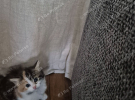 X 3 beautiful kittens