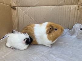 Guinea pigs looking for home