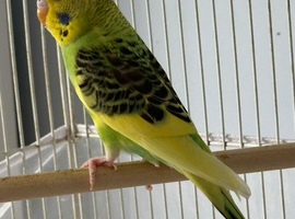 Baby Budgies