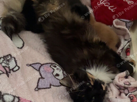 2 kittens