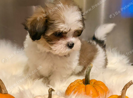 Hybrid Puppies and Dogs for sale in Great Ellingham | Freeads Pets