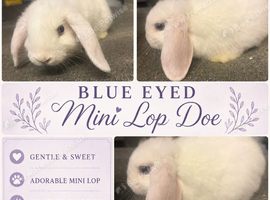 Blue eyed white mini lop doe