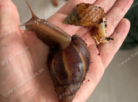 African land snails