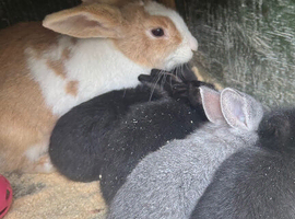 Bunnies for sale