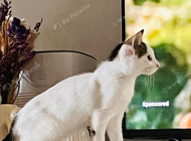 Happy, beautiful and playful 5 month old kitten looking for loving home