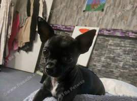 Chihuahua babies