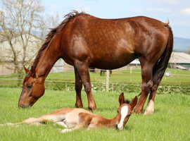 Youngstock and mare livery