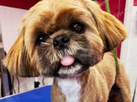Stunning Lenny Shih Tzu male ready for stud