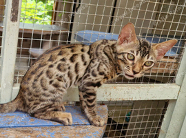 Beautiful Bengamese kittens