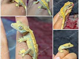 Cream harlequin crested gecko