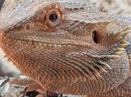 Bearded dragon included Vivarian
