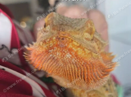 Baby bearded dragons citrus coming though lovely on them