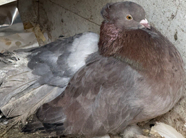 Indian fantail pigeons
