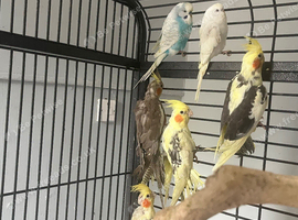 Baby cockatiel for sale